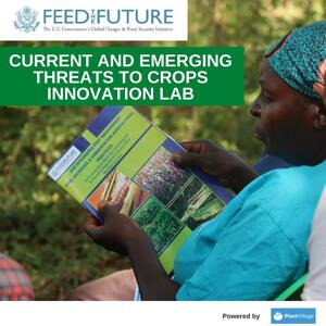 Agrilinks contributor Feed the Future Innovation Lab for Current and Emerging Threats to Crops
