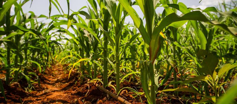Row of corn/maize, photo by Fintrac Kenya KHCP