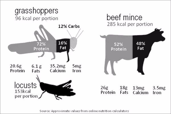 insects compared to other animal proteins.